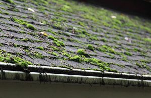 Hounslow Moss Removal Services, Moss and Algae Removal in Farnham