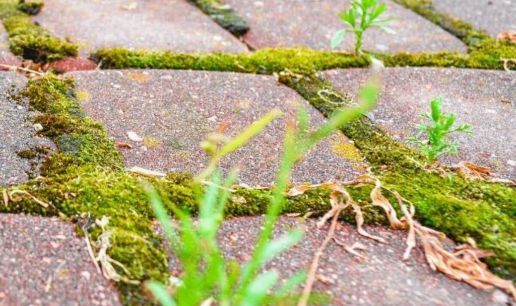 Moss Removal