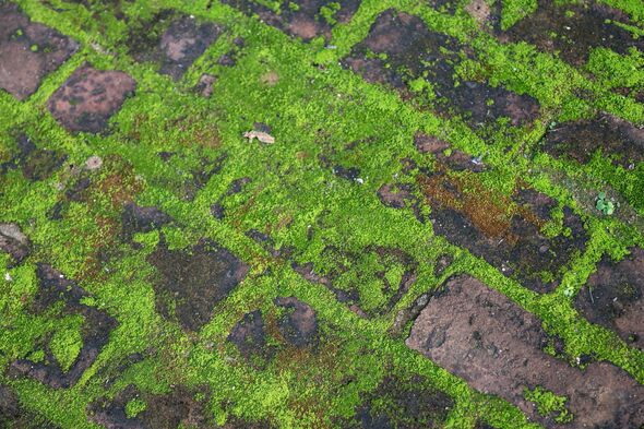 Moss Removal service, Moss Removal in Farnham